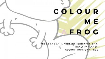 Frog-Banner-1080×675